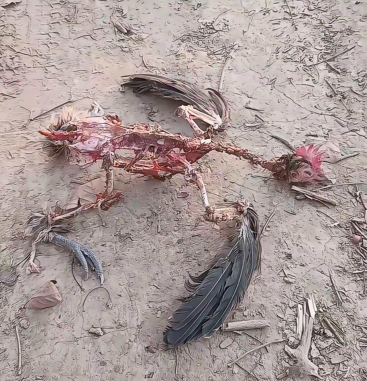 这是什么动物偷吃的鸡，黄鼠狼还是野猫，吃的太奇怪了，就剩一副骨头架子，有遇到过这