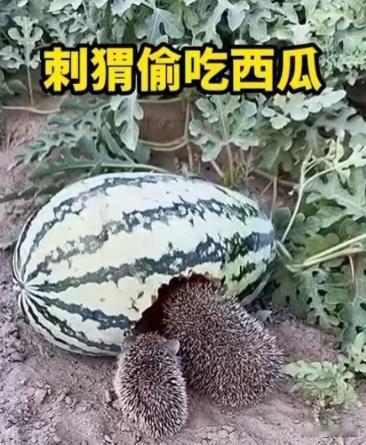 “活该发财！”山东淄博，一男子在自家瓜田干活时，突然看见一只刺猬在偷吃西瓜，不料