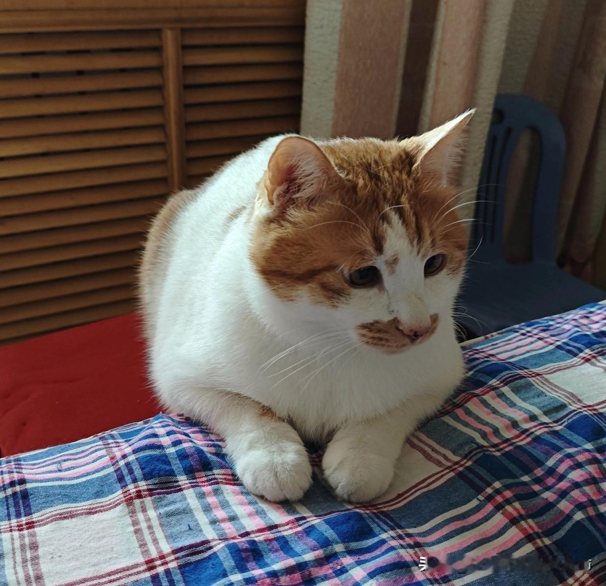 和猫咪一起的温馨家里养了四年的猫，还是三年前从成都带回的宝贝，如今早把自己当成家