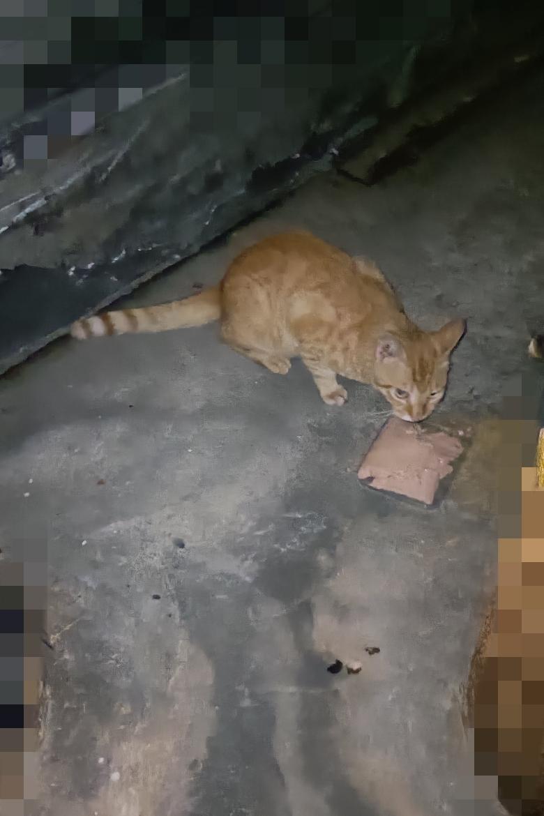 这只小橘猫又被猫霸王从投喂点赶走了，它委屈巴巴的跟着我，我把它领到一个安全的角落