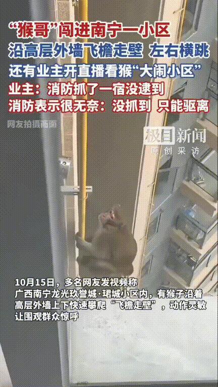 “真是开了眼了！”，广西南宁，男子家住33楼总听见窗外有窸窸窣窣的声音，本以为是