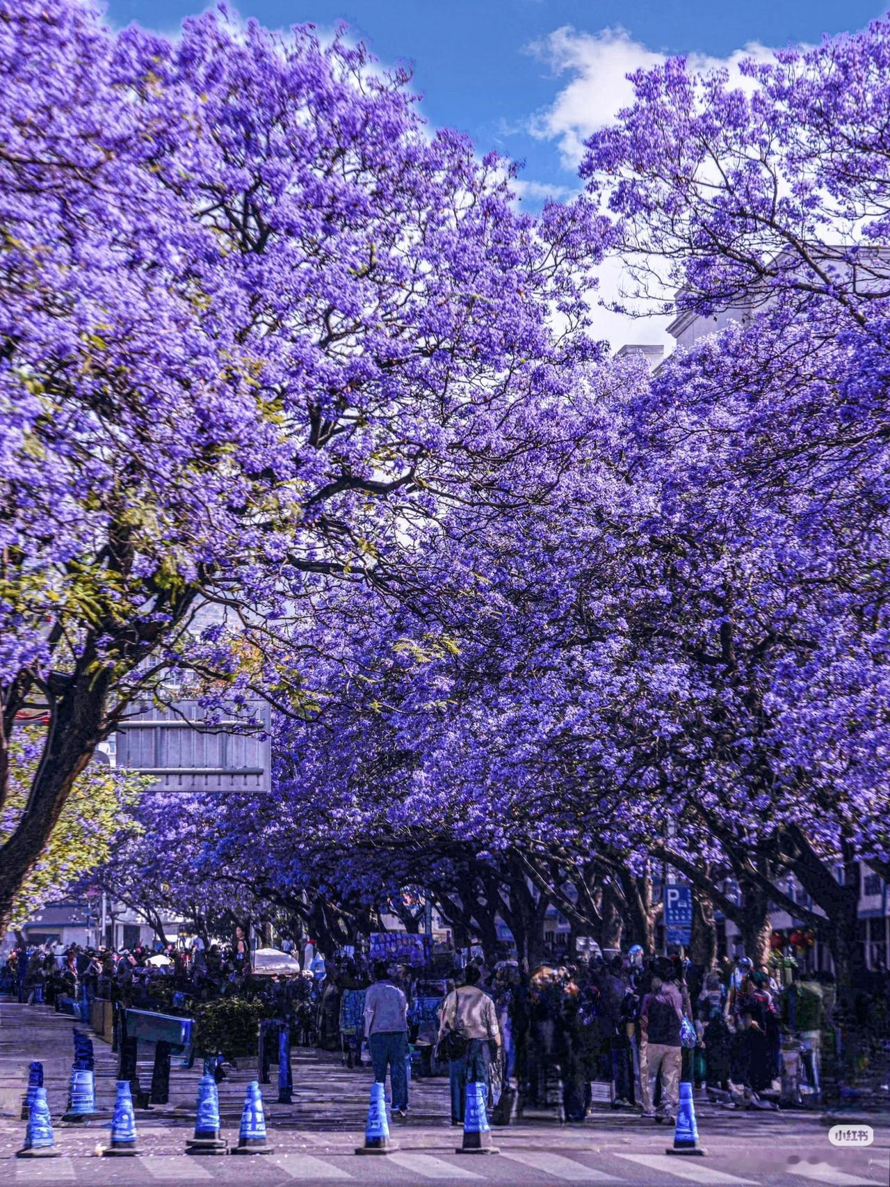 四、五月的成都，是蓝花楹的浪漫世界💜四、五月的风，开启了成都的浪漫蓝花楹季?