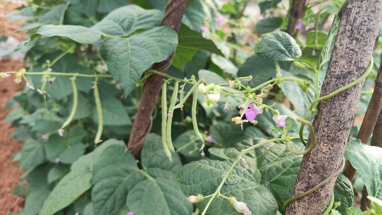 自然风景图片分享小菜园的风景欣赏