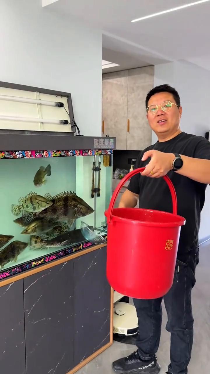 养鳜鱼投喂鲫鱼，一口一个嘎嘣脆。开饭了，今天给鳜鱼做的，看一下，放到压甲机来消