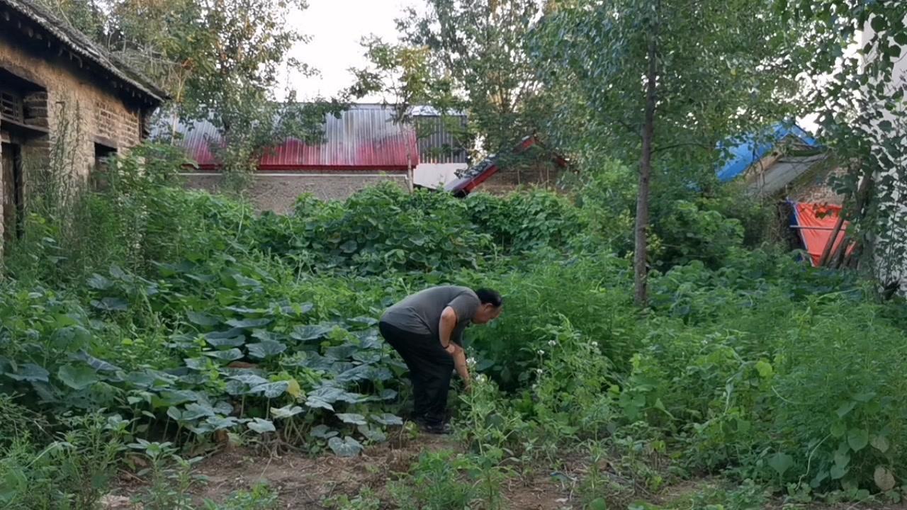 🥕白花菜，为白花菜科、白花菜属一年生直立草本植物，又叫羊角菜、炒花菜、猪舌草、