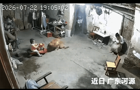 有段监控视频让人十分触动。小孩坐在扭扭车上，家里金毛发现房顶风扇存在隐患，立刻叼