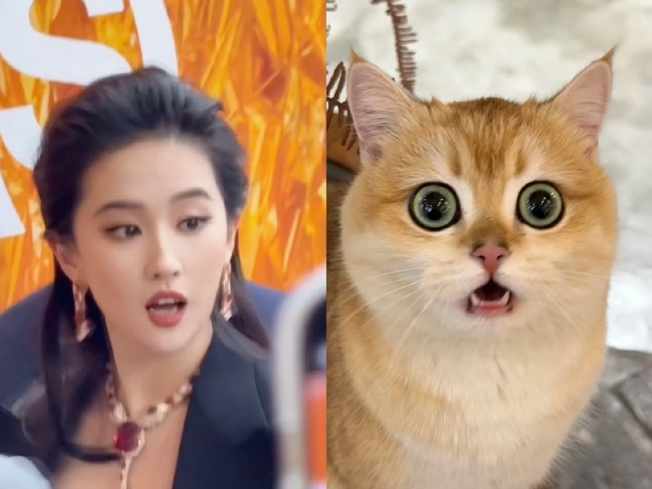 猫猫震惊～可可爱爱，没有脑袋🤩当我发现我妈跟刘亦菲演过戏​​​