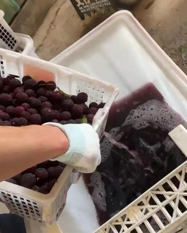 药水泡杨梅的商户，说出了最无耻的一句话！听完我浑身发冷。药水泡杨梅的黑心商户，被