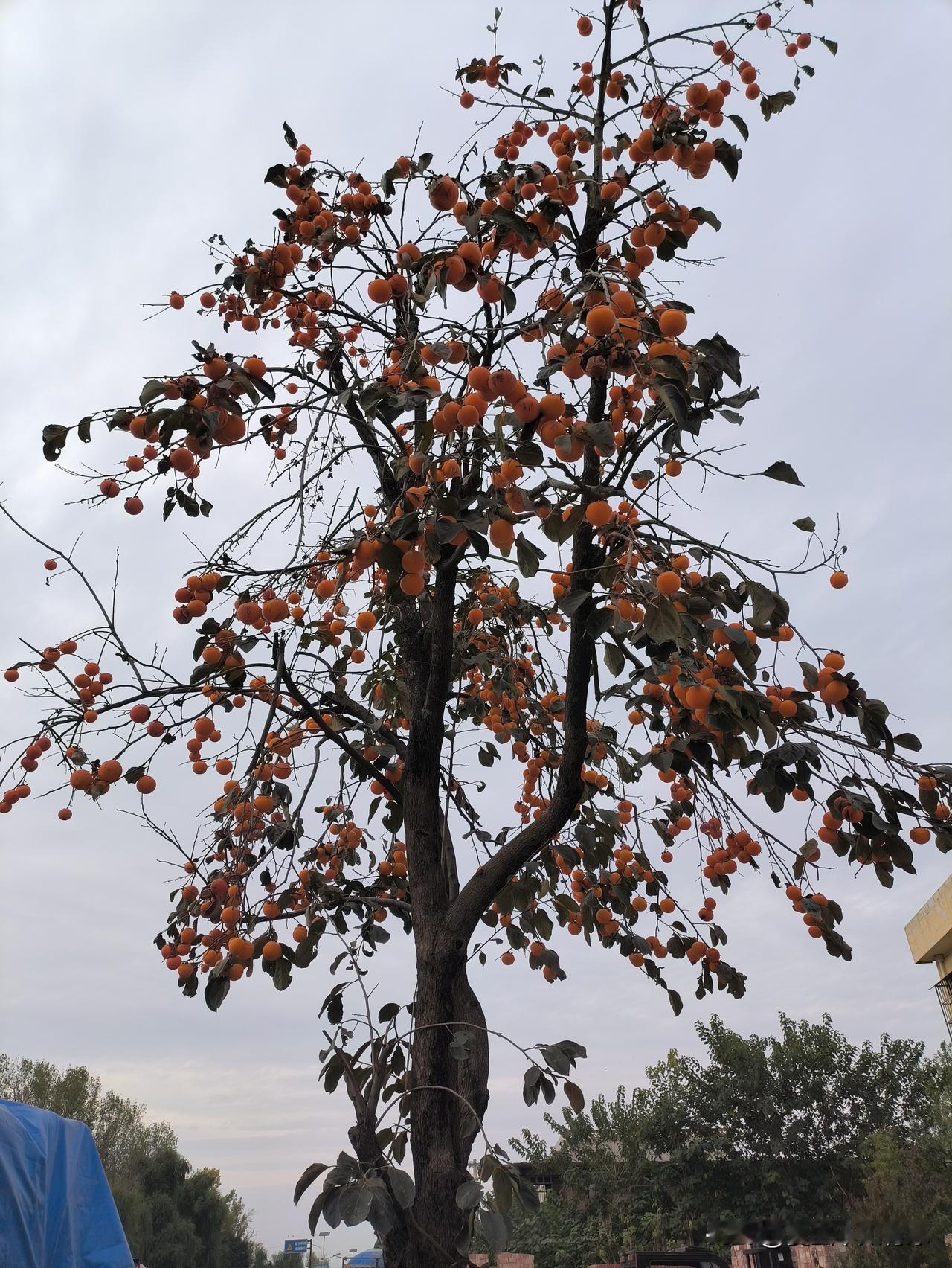 我总感觉高价彩礼的时代即将落幕。高价彩礼不知毁了多少家庭，还让众多女孩成了大龄