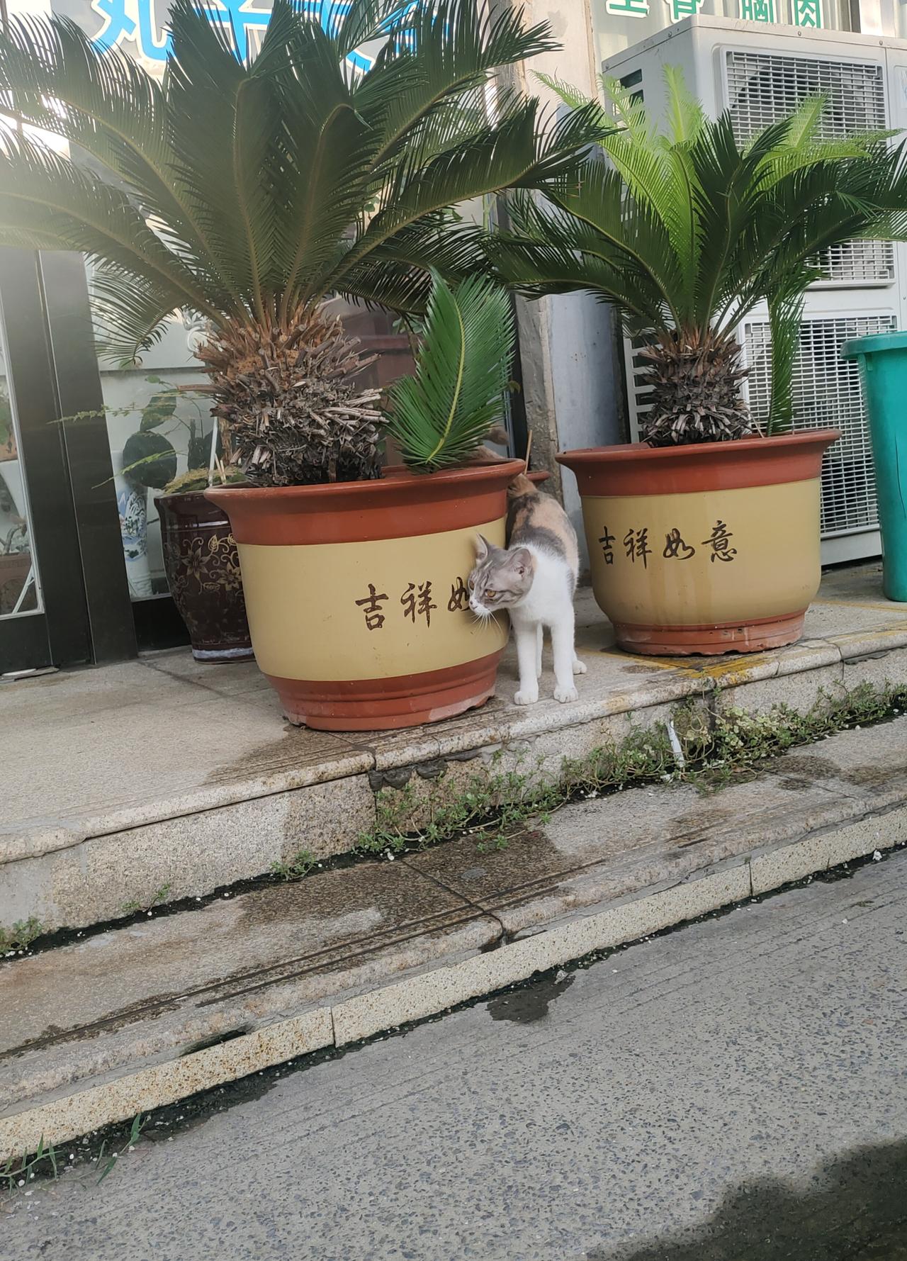 猫咪心计虽然已经出了伏，早上屋子里还是闷热，室外相对凉爽许多。我开了店门，给