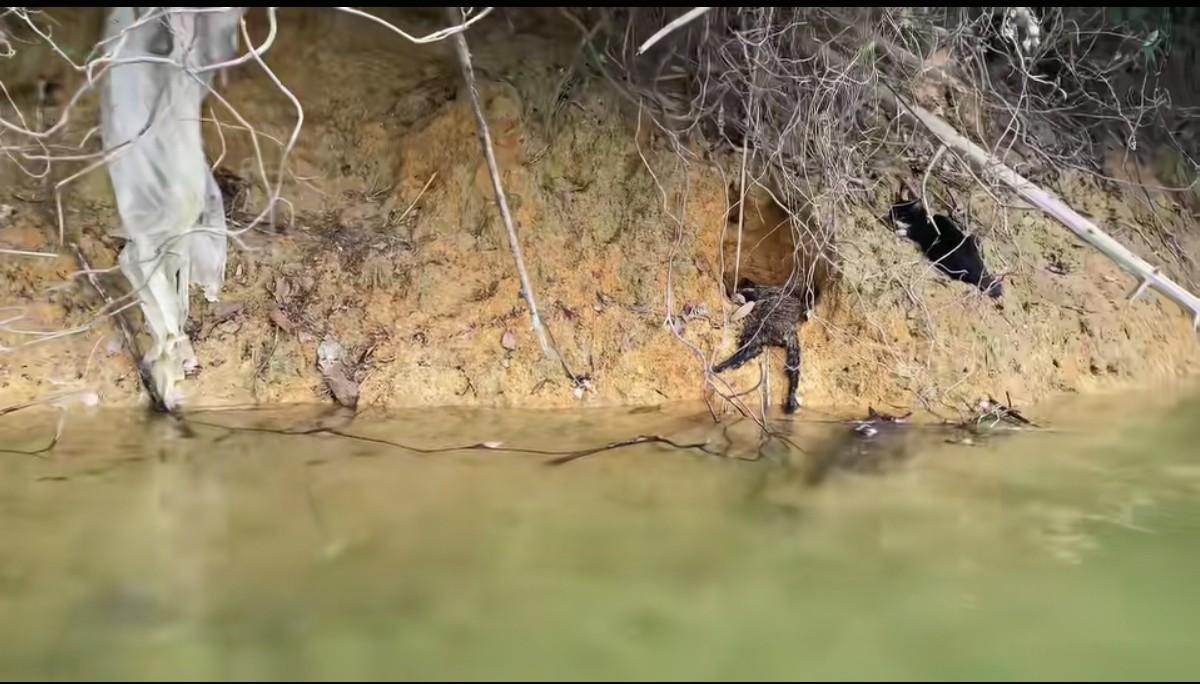 这样放生的意义何在？！连水库水源都污染了，造孽啊！打着做好事的名义把一群惊恐无