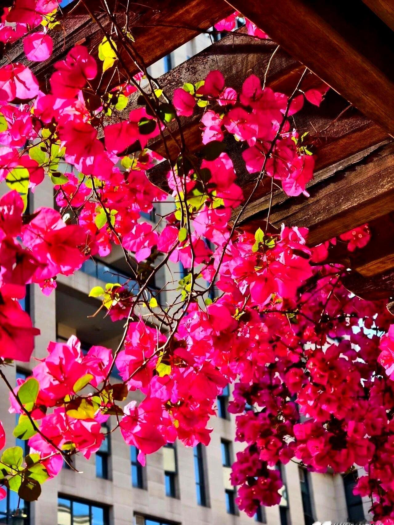 母亲节这天，桌上是酸菜鱼，屋里只闻水声。婆婆吃完照旧自己收拾，手刚伸过去，她照