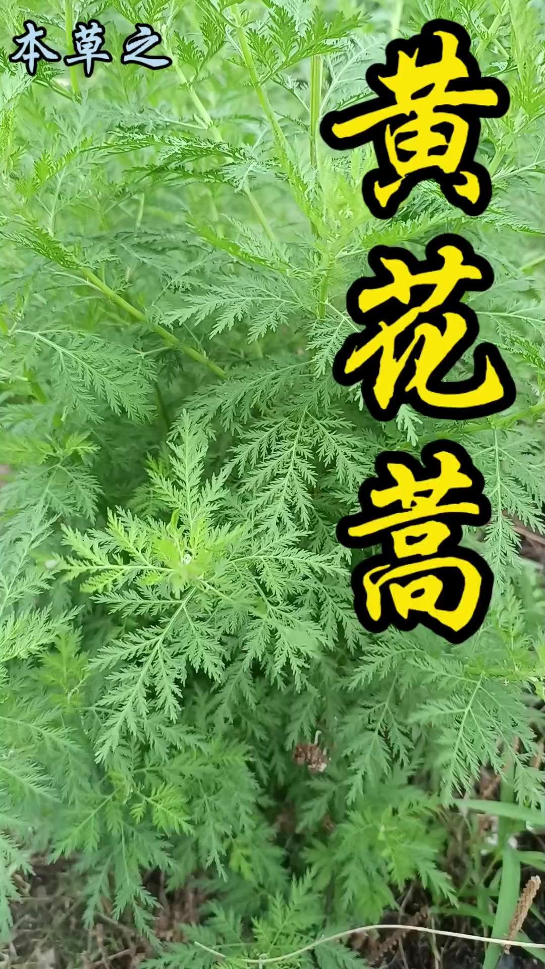 1️⃣屠呦呦团队与诺贝尔奖：青蒿素的研发是中医药里程碑，治愈数百万疟疾患者后获世