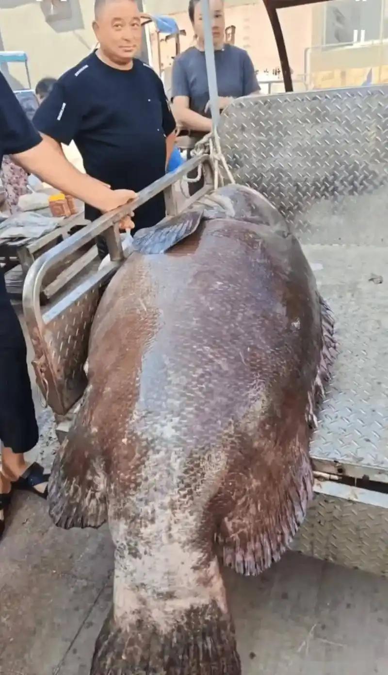 1.8米，重达215斤的大石斑鱼被宁波渔民在东海捕获！4月16日，宁波渔民出海