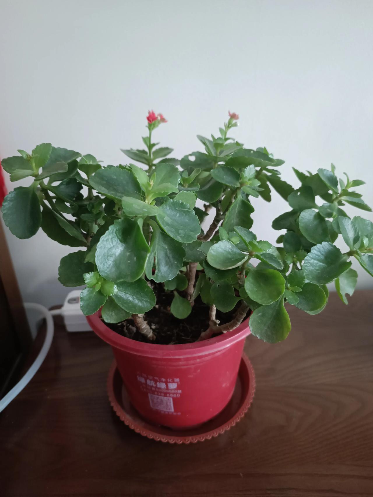 长寿花开爆盆的秘诀，抓准5点，年年开花不断！🌸1️⃣光照是花量的关键，每