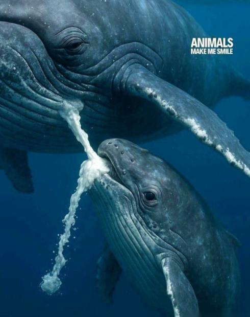 你知道鲸鱼宝宝怎么喝奶吗？鲸鱼妈妈，是直接把奶挤在海水里的，你是不是觉得，那不就