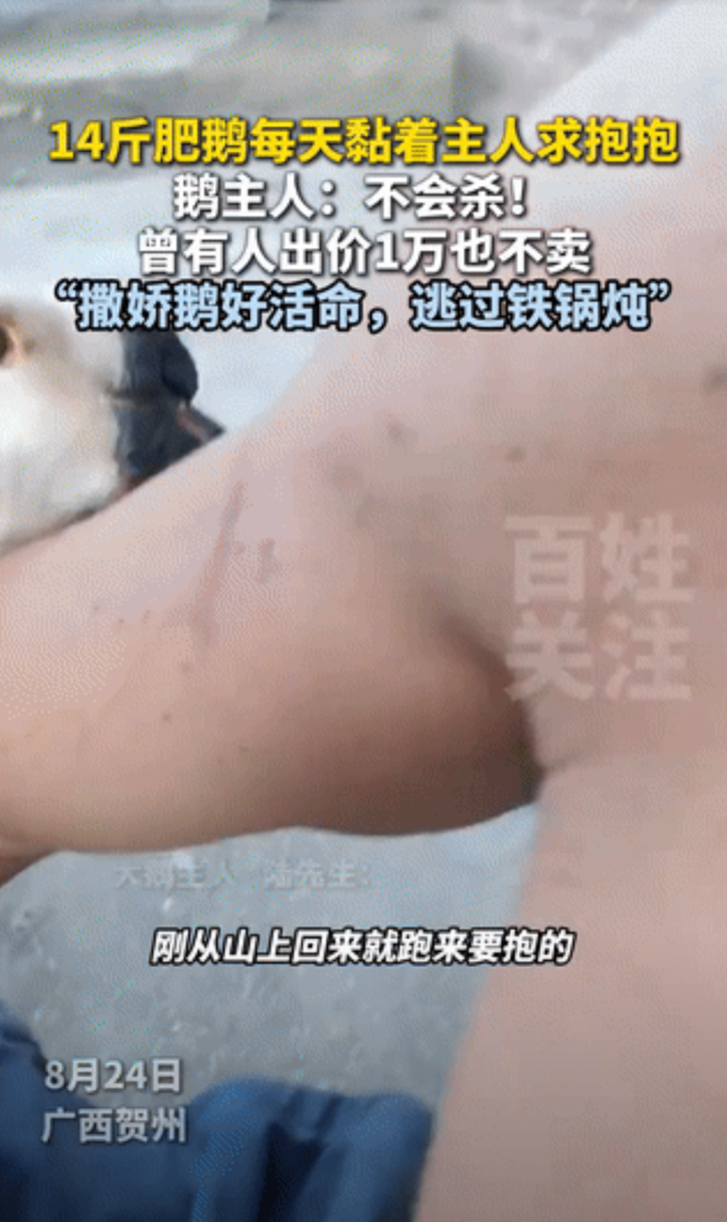 “解释不清了！”广西贺州，一男子养了几十只鹅，但有一只特别奇怪，每次男子回家这只