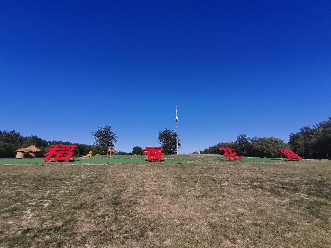 海淀郊区的油菜花田