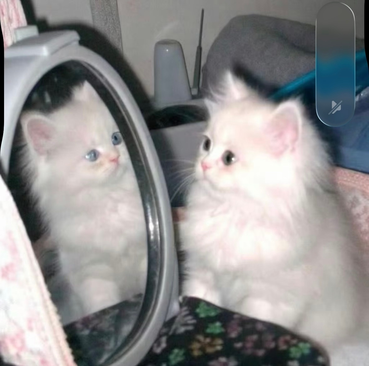 根本就是小猫咪🐈