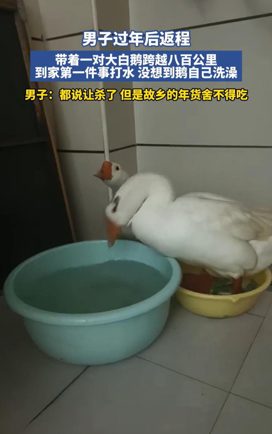 看哭了！山东，男子过年返程时带了两只大白鹅回家，带着鹅一路开了800公里回到家，