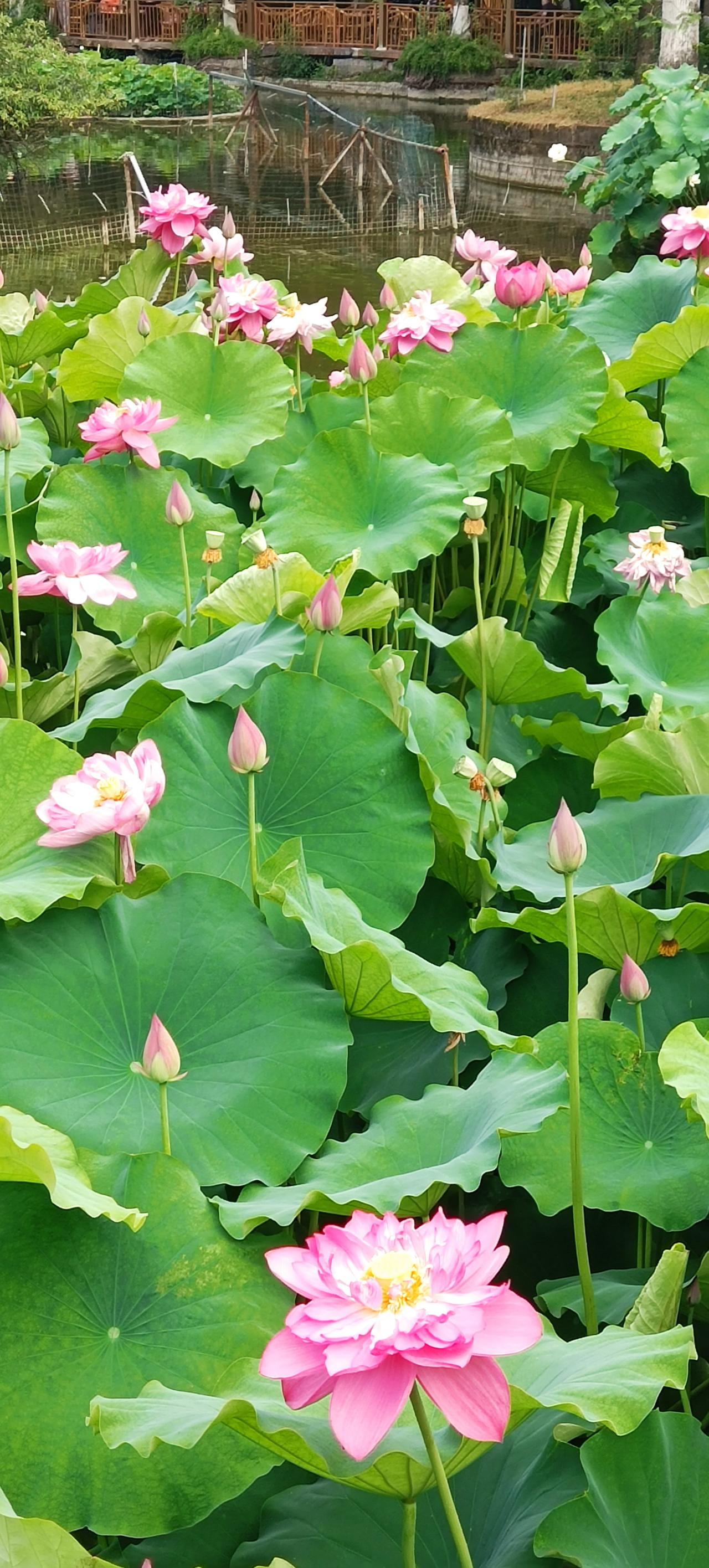 大家发现没有？自从搞了规模化种植养植后，所有的蔬菜没有过去的味道了，过去的