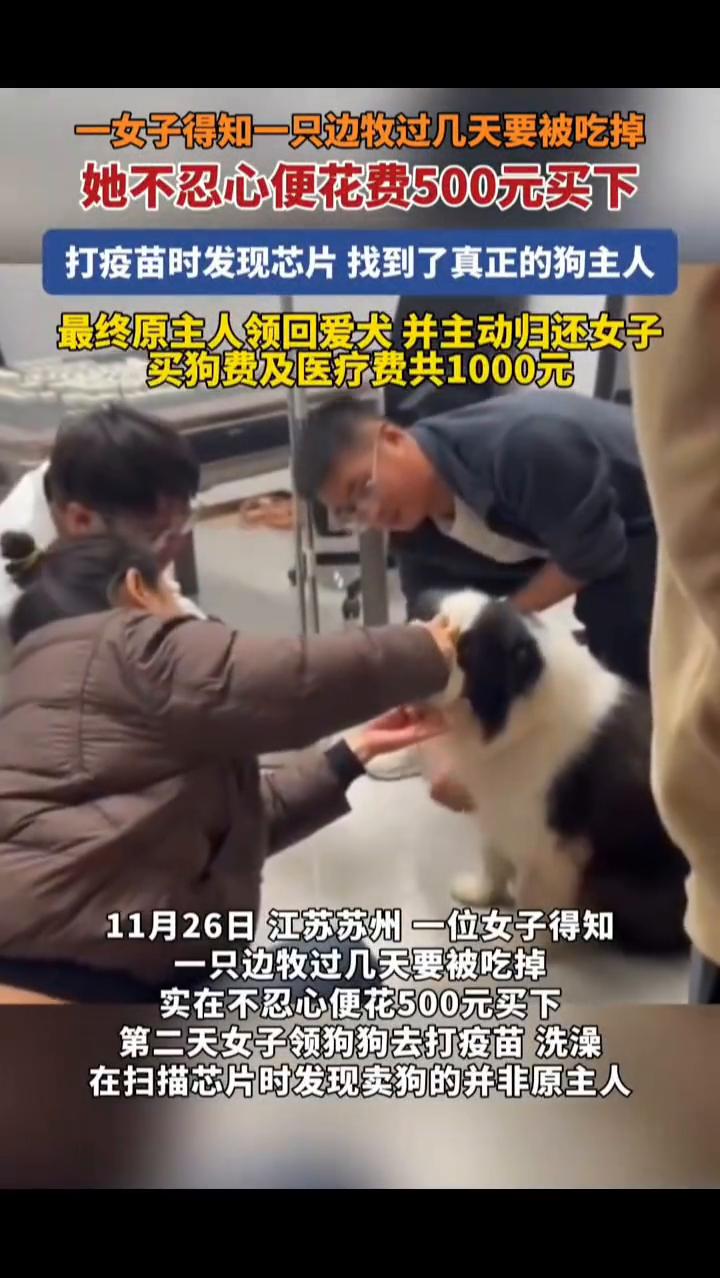 一女子得知一只边牧过几天要被吃掉，她不忍心便花费500元买下。打疫苗时发现芯片