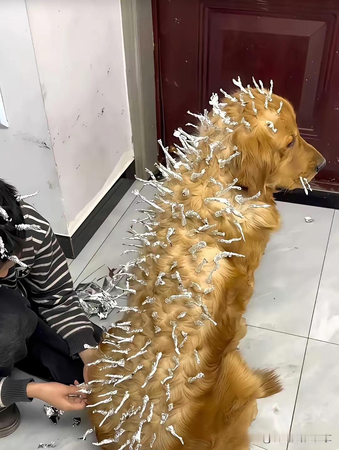 浑身贴满锡纸的金毛总算熬出头，这几天终于不用配合小主人各种装扮，能踏踏实实趴地上