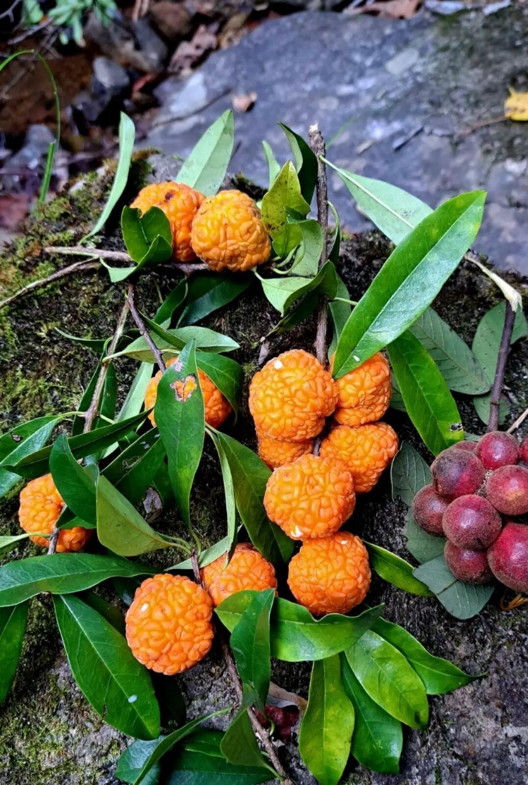 这是啥果子？能吃不？