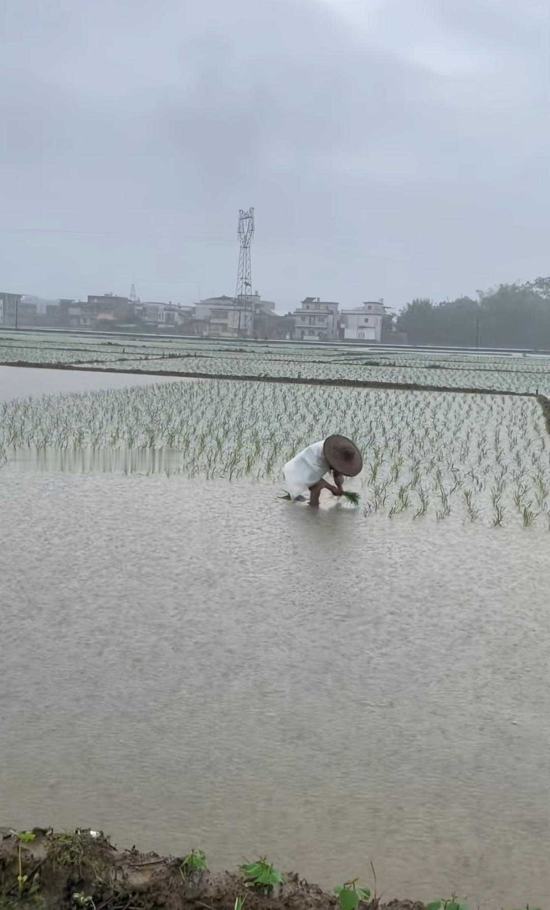 农民在田里插秧，下着小雨🌧️。小时候最烦的事，晒谷子，拔花生🥜，插秧苗，南方