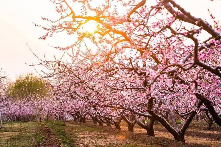 上联：雪描竹径冬声寂下联：风绘桃园春意浓