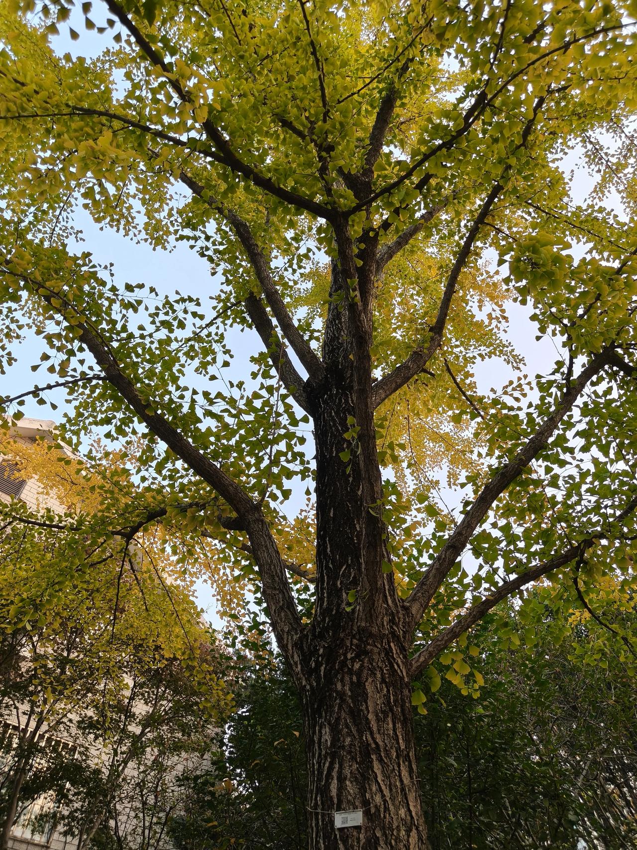 冬日午后公园散步随手拍实景图分享！曲阳公园随手拍～🌲🌲🌸🌸🍁🍁?