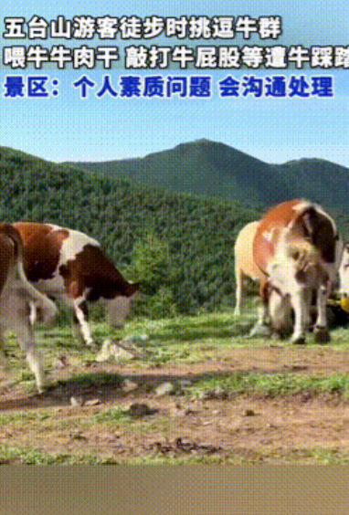 “真的是活久见!”五台山，一游客徒步故意挑衅牛群，竟然用木棍子戳扭屁股，又拿着牛