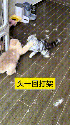 哎呀！刷到这俩猫打架可把我逗坏了！头一回打架就这么激烈，带条纹的猫咪追着金渐层打