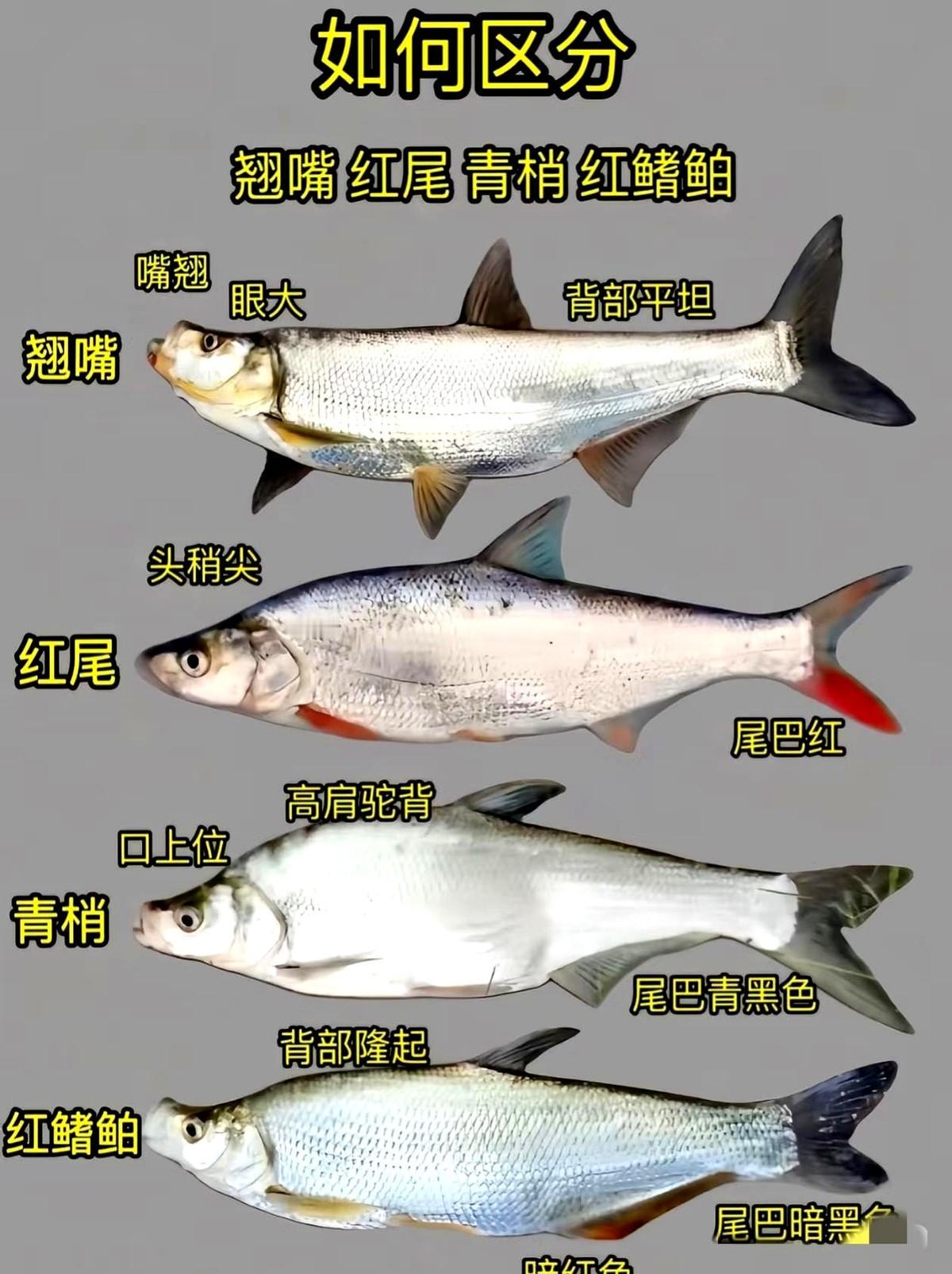 钓上来这几种鱼，你真分得清？老钓友们都念叨一个口诀，“一看嘴型二看尾，三观背