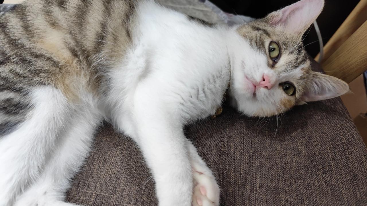 晒图笔记大赛随手拍可爱小猫咪！