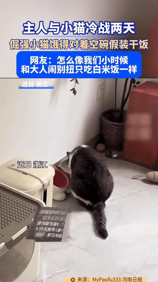 浙江，主人和自家黑白小猫陷入长达两天的冷战。猫咪性子格外倔强，哪怕肚子饿得咕咕