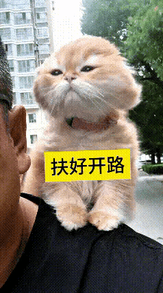这视频我来回刷了好几遍，笑得根本停不下来！大哥骑电动车出门遛弯，直接把自家小橘猫