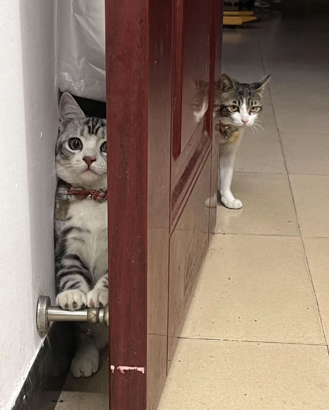 躲猫猫还是得看猫猫玩​​​