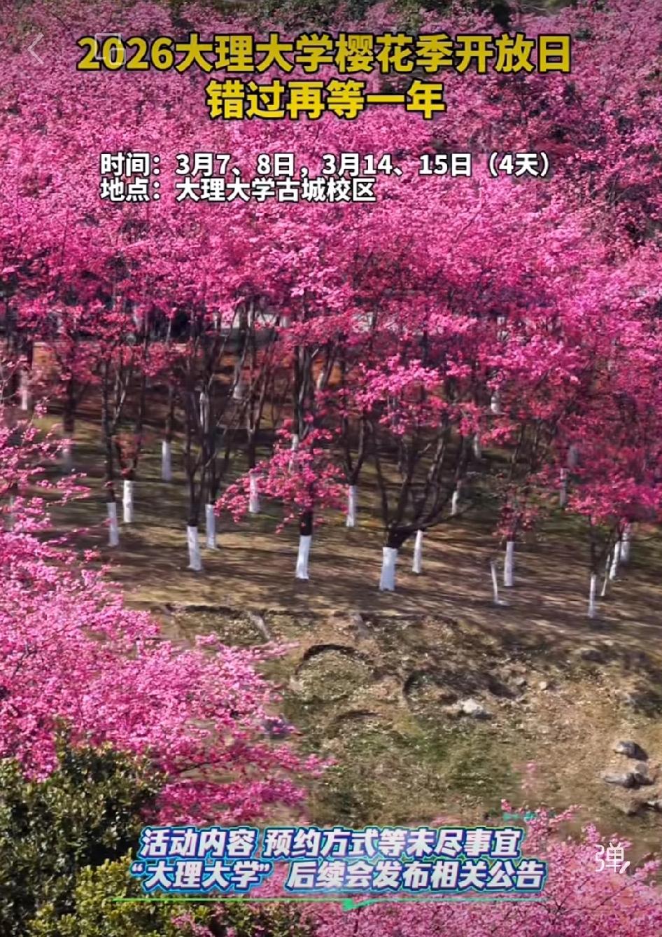 🌸🌸🌸大理大学官宣：赏樱佳期，开放四天！大理大学关于举办第八届开放日的