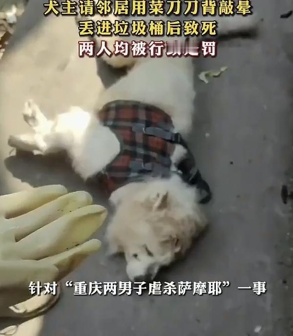 “人怎么可以这么坏？”重庆，一60岁老头，养了一只13岁的萨摩耶，他嫌狗狗年老体