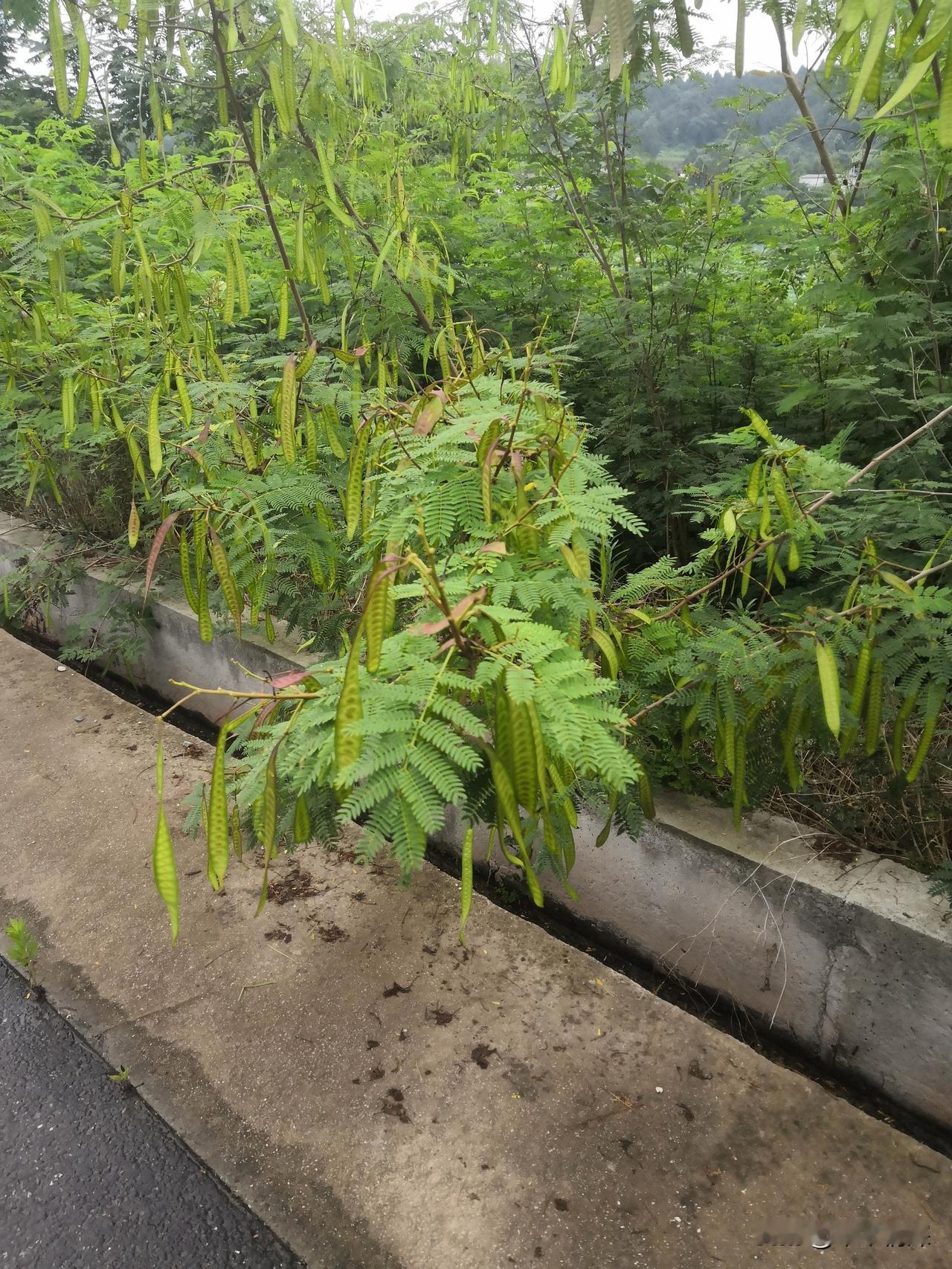 2026年6月20日，今天从金堂大道路过，发现路边有这种植物，不知道这是一种什么