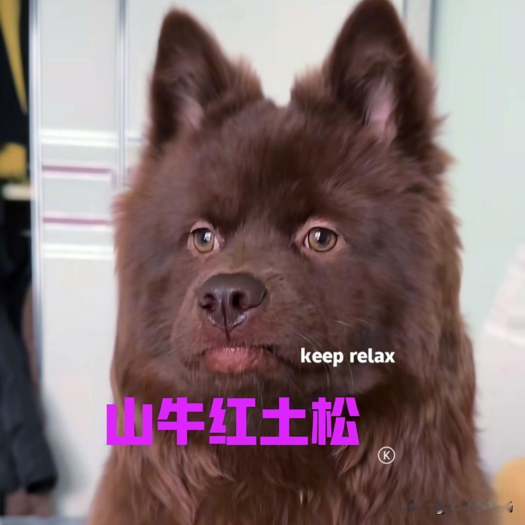 山东的一位美女，在网上买了一只山牛红的土松。小狗的脾气有点倔，美女心想长大后可能