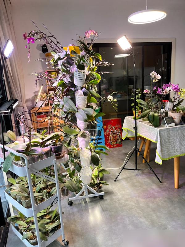 太绝了！养花总养死的朋友赶紧看过来！养了20年花的吴大妈，把自己踩过坑的“养