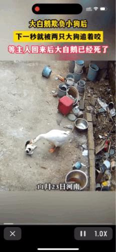 “解释清楚了窝中捉鹅”小奶狗被大白鹅欺负，大狗用孙子兵法中的“瓮中捉鳖”捉鹅，报