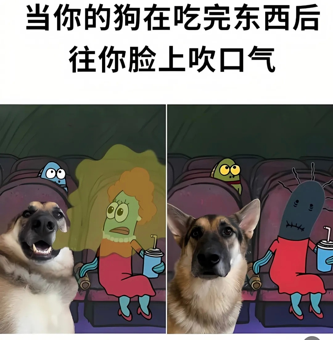 随机掉落的狗狗meme💫meme