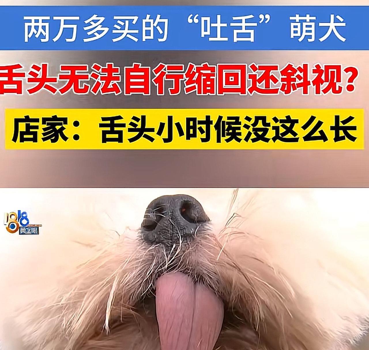 浙江杭州，女子在宠物店相中一只吐舌头的小狗，觉得很可爱，并以25000元与宠物店