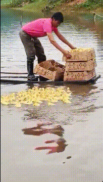 鸭子：太狠了，我还没有准备好你就开始抛啊