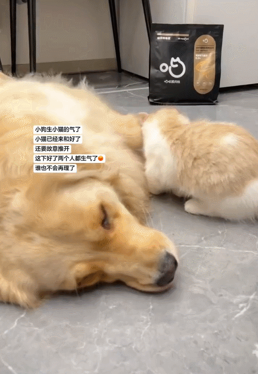 找狗狗和好的小猫结果被推开了​​​