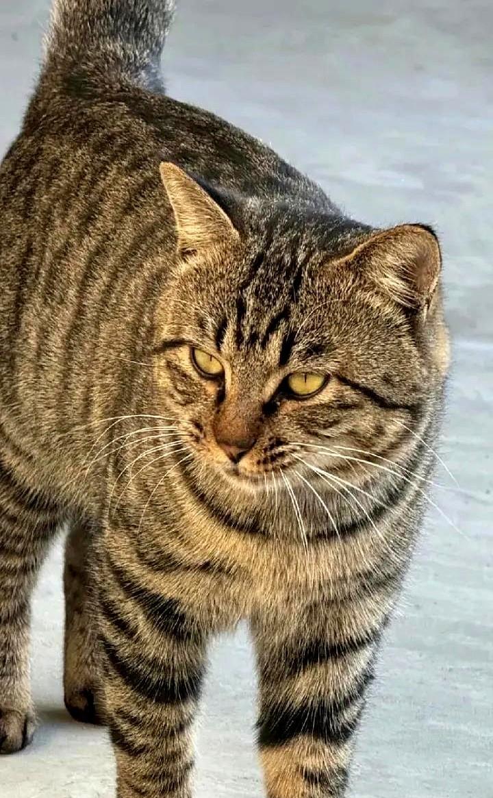 自从养了一只狸花猫以后，人家是三天两头不着家，回来在屋里巡视一圈，然后就去仓房睡