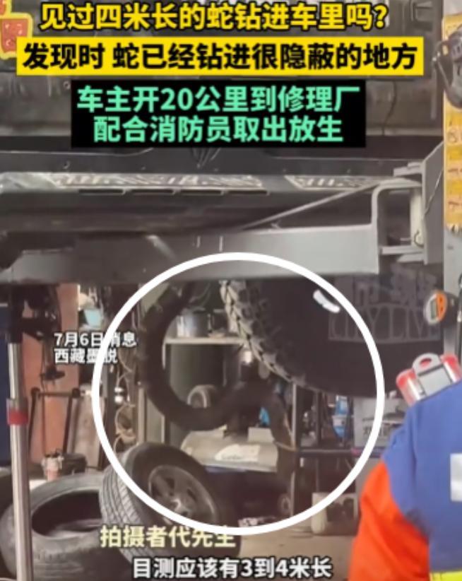 7月5日，林芝市墨脱县。近四米长的眼镜蛇被车前轮压过，谁能想到，蛇竟然直接沿着前